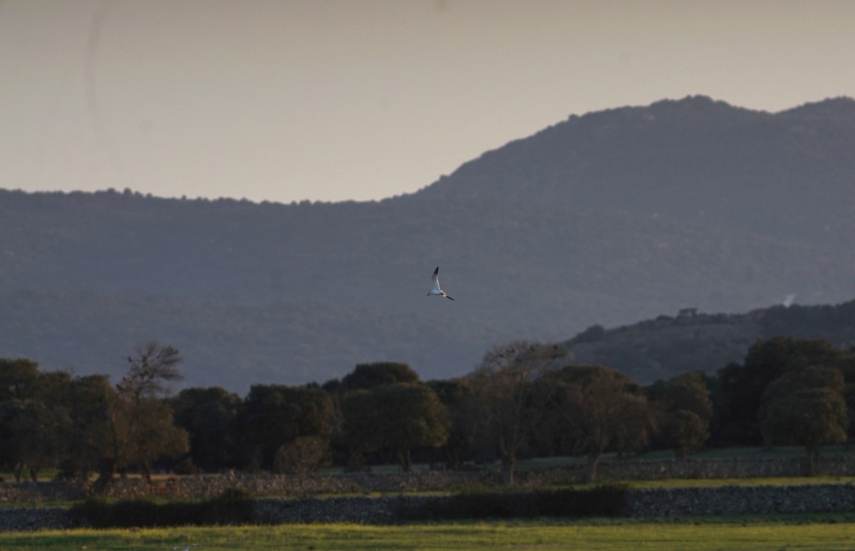 Caspian Tern - ML633513043