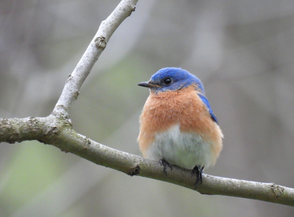 Eastern Bluebird - Corvus 𓄿