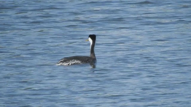 Western Grebe - ML633513150