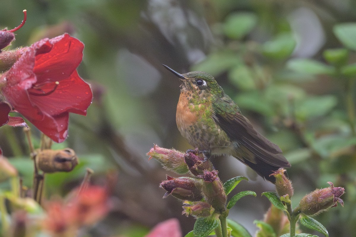 Tyrian Metaltail - Stephen Davies