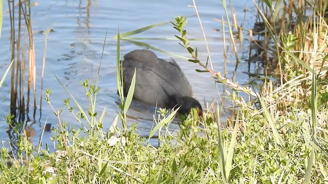 Red-knobbed Coot - ML633513181