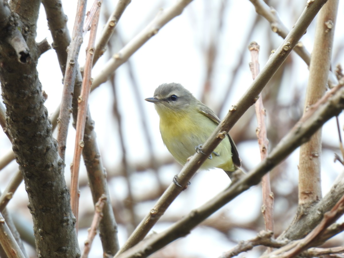 Philadelphia Vireo - Erick Barbato