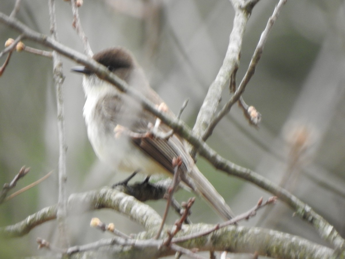Eastern Phoebe - ML633513404