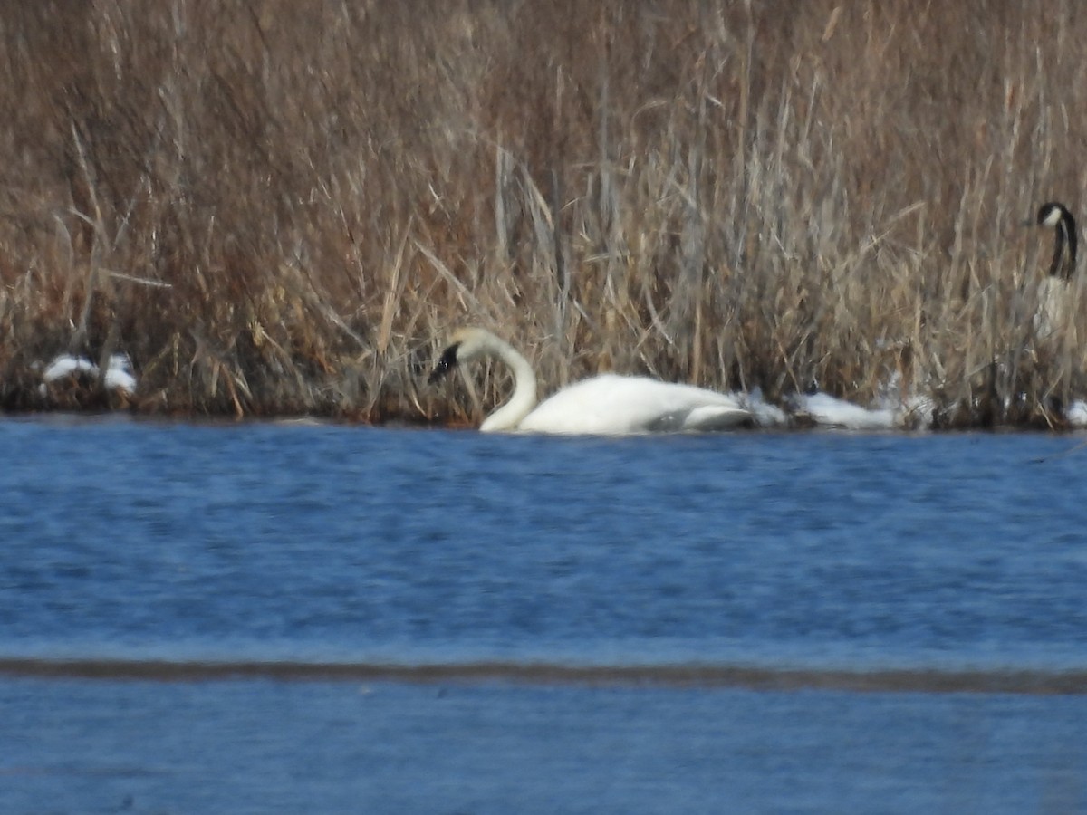 Trumpeter Swan - ML633513418