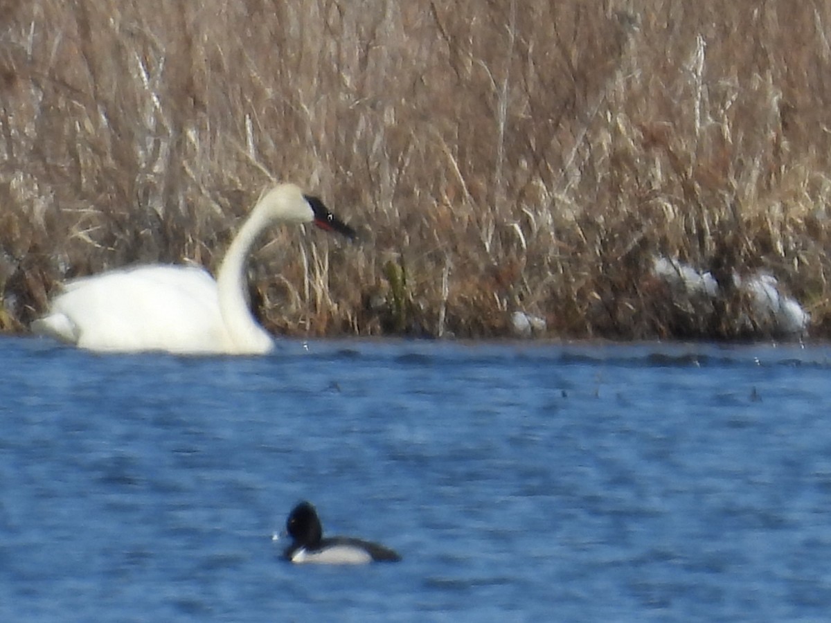 Trumpeter Swan - ML633513442