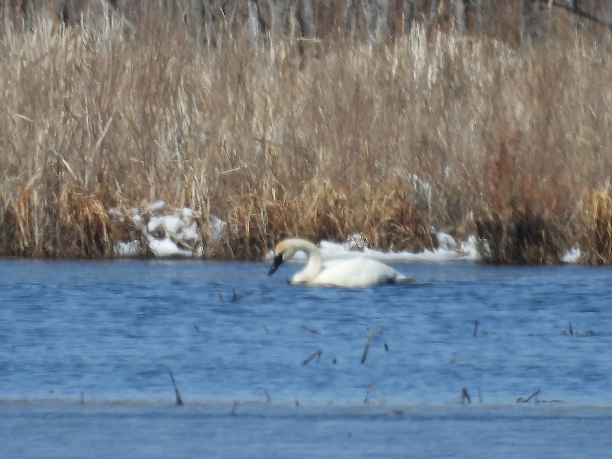 Trumpeter Swan - ML633513476