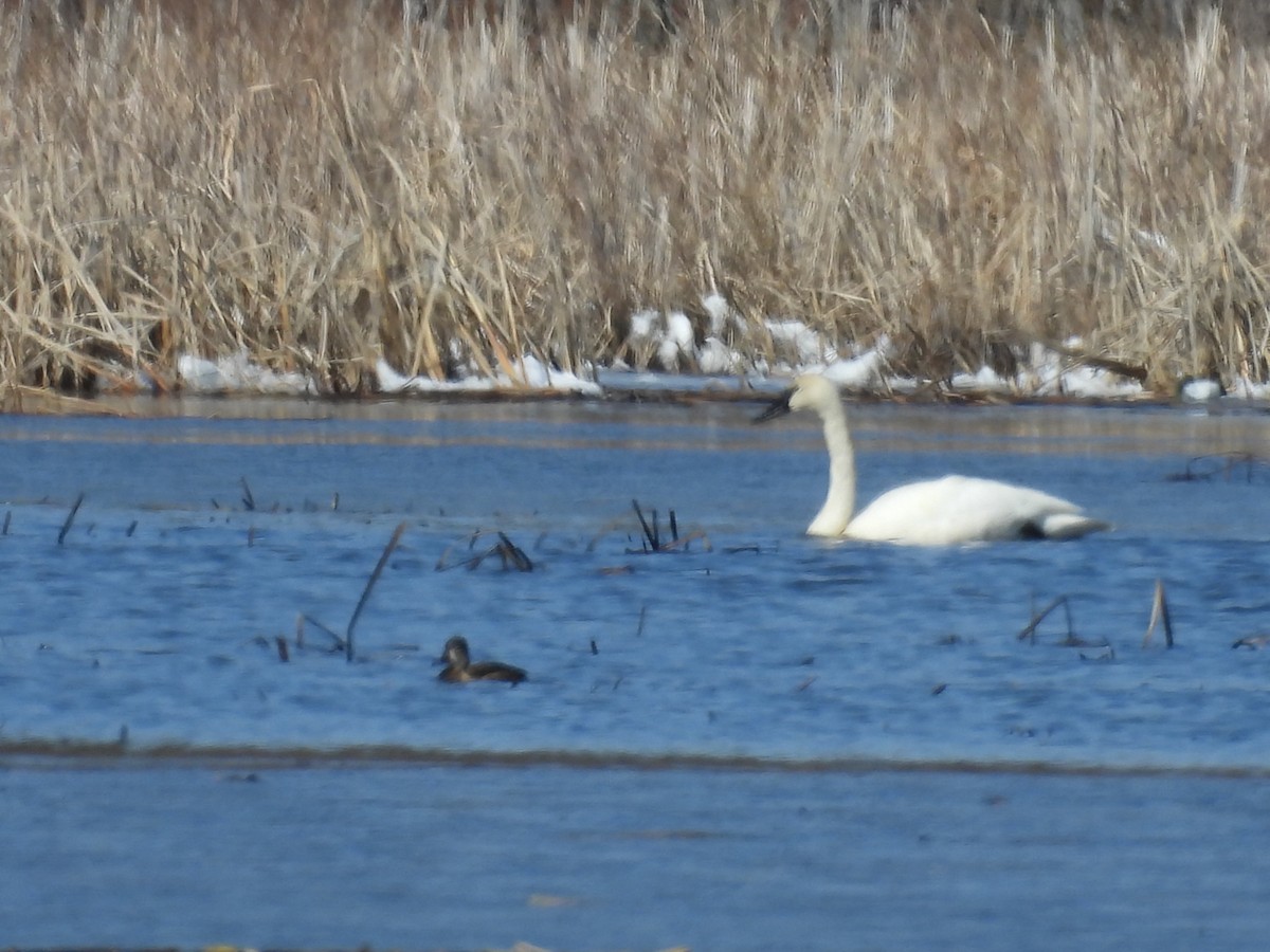 Trumpeter Swan - ML633513487