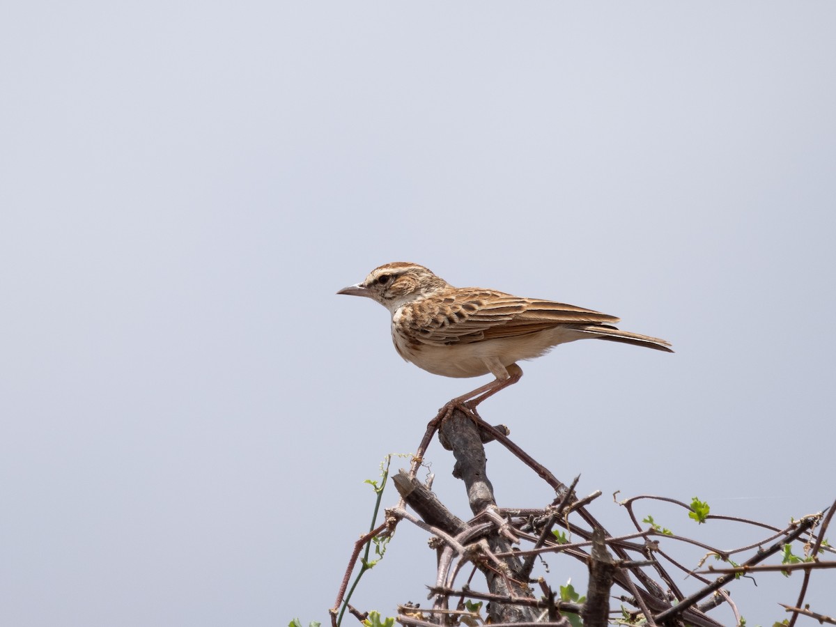 Fawn-colored Lark (Foxy) - ML633513538
