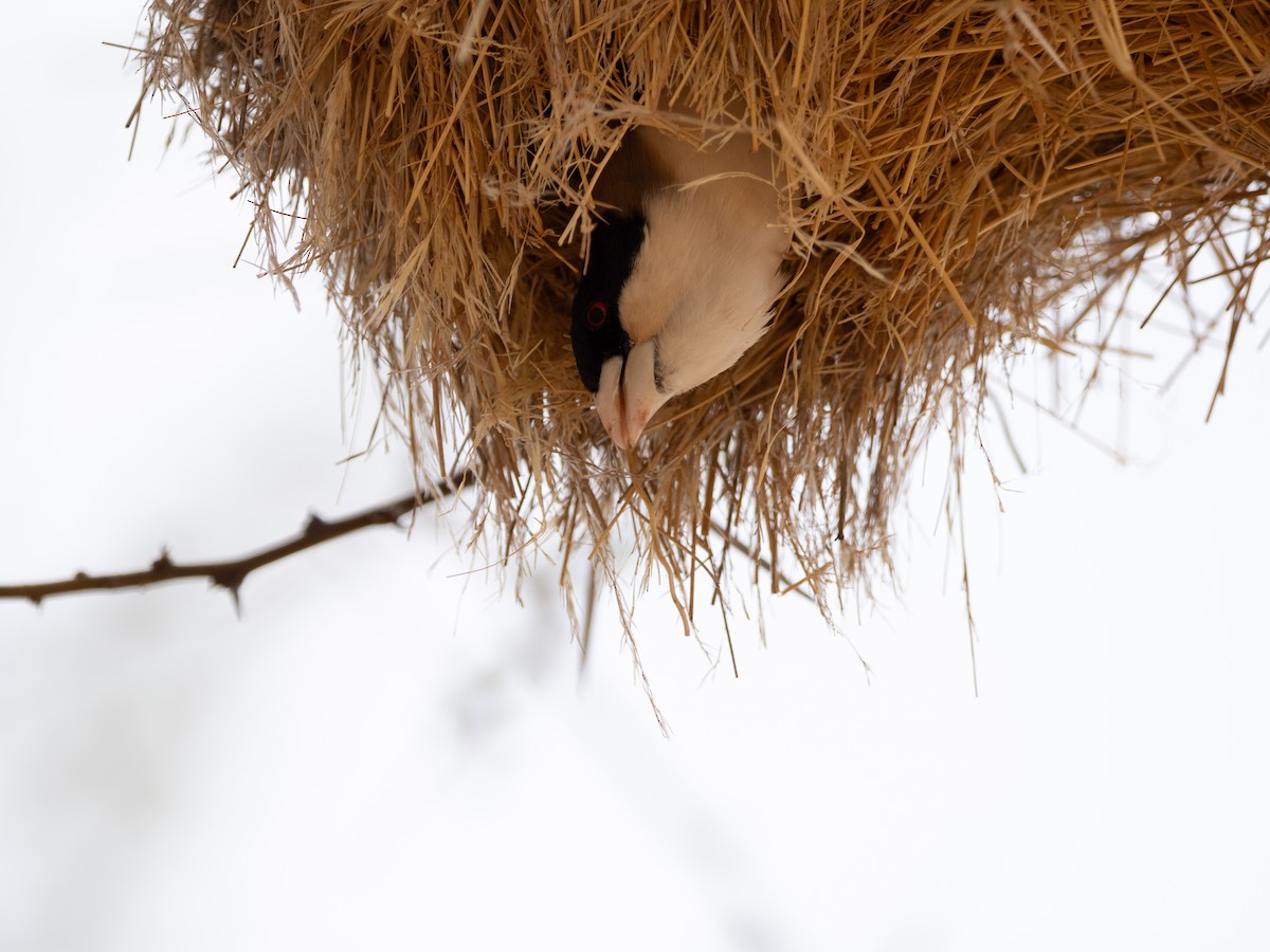 Black-capped Social-Weaver - ML633513804