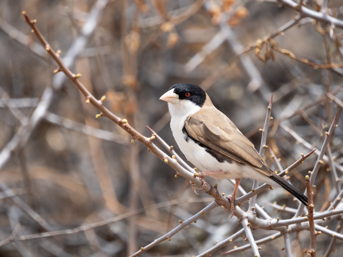 Black-capped Social-Weaver - ML633513806