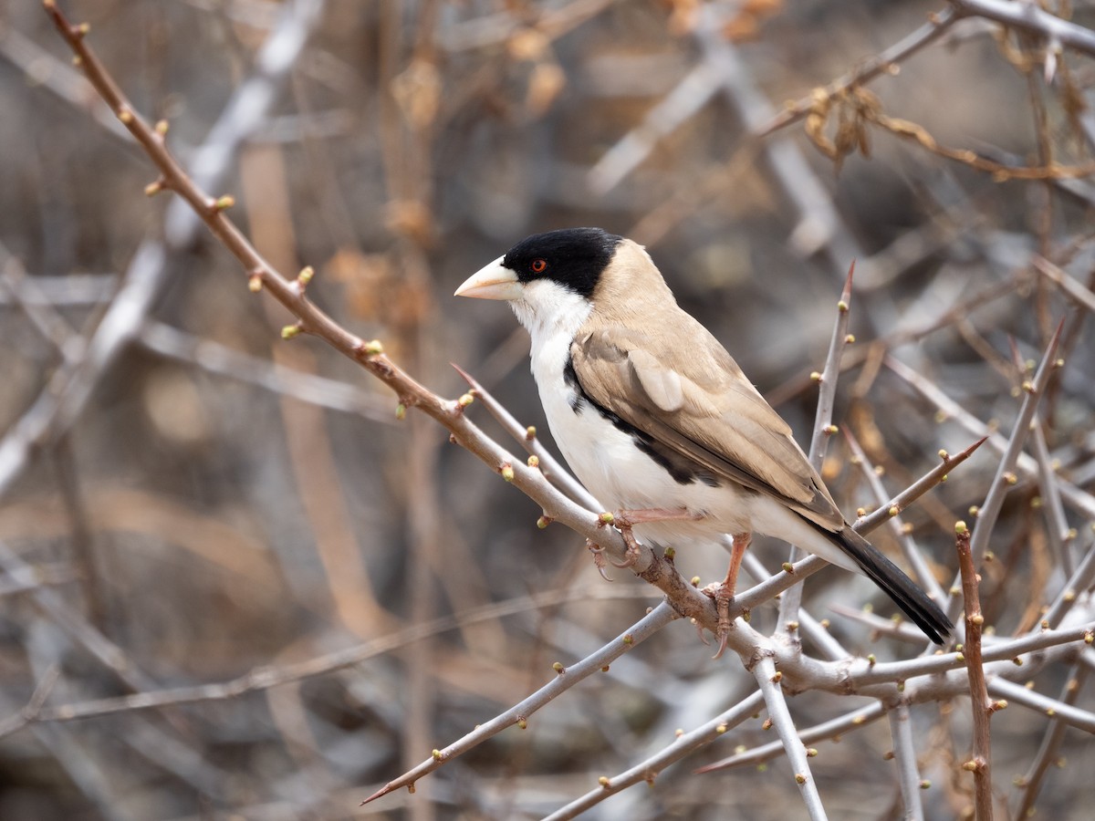 Black-capped Social-Weaver - ML633513807