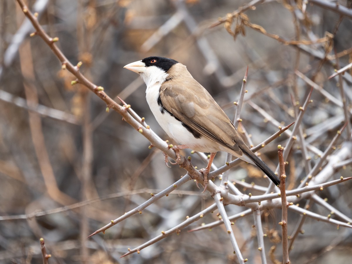 Black-capped Social-Weaver - ML633513808
