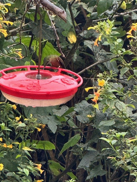 Fawn-breasted Brilliant - ML633514109