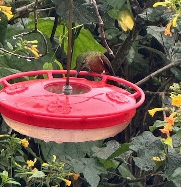 Fawn-breasted Brilliant - ML633514141