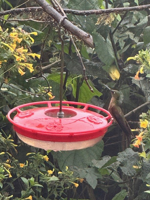 Fawn-breasted Brilliant - ML633514142