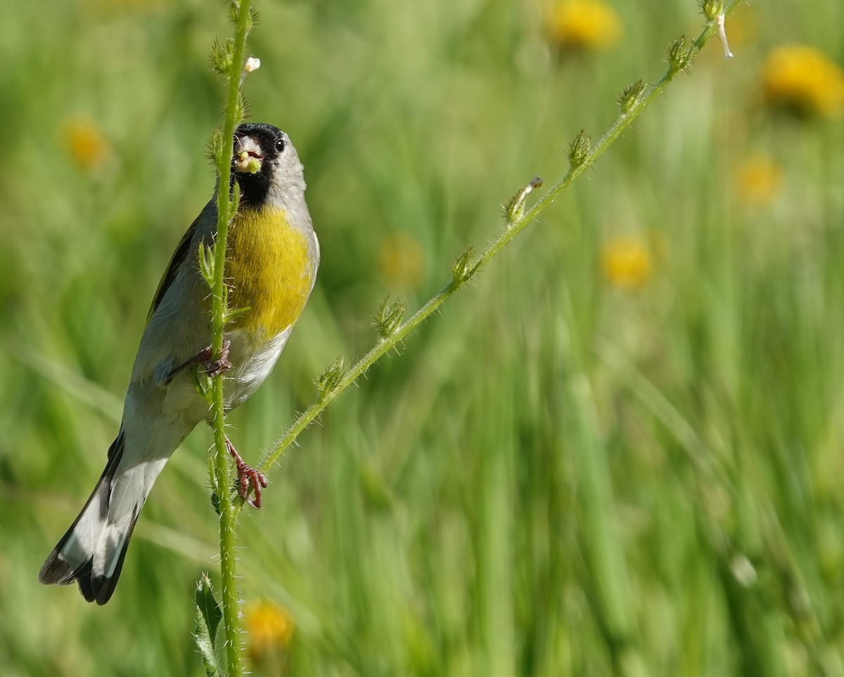 Lawrence's Goldfinch - ML633514224