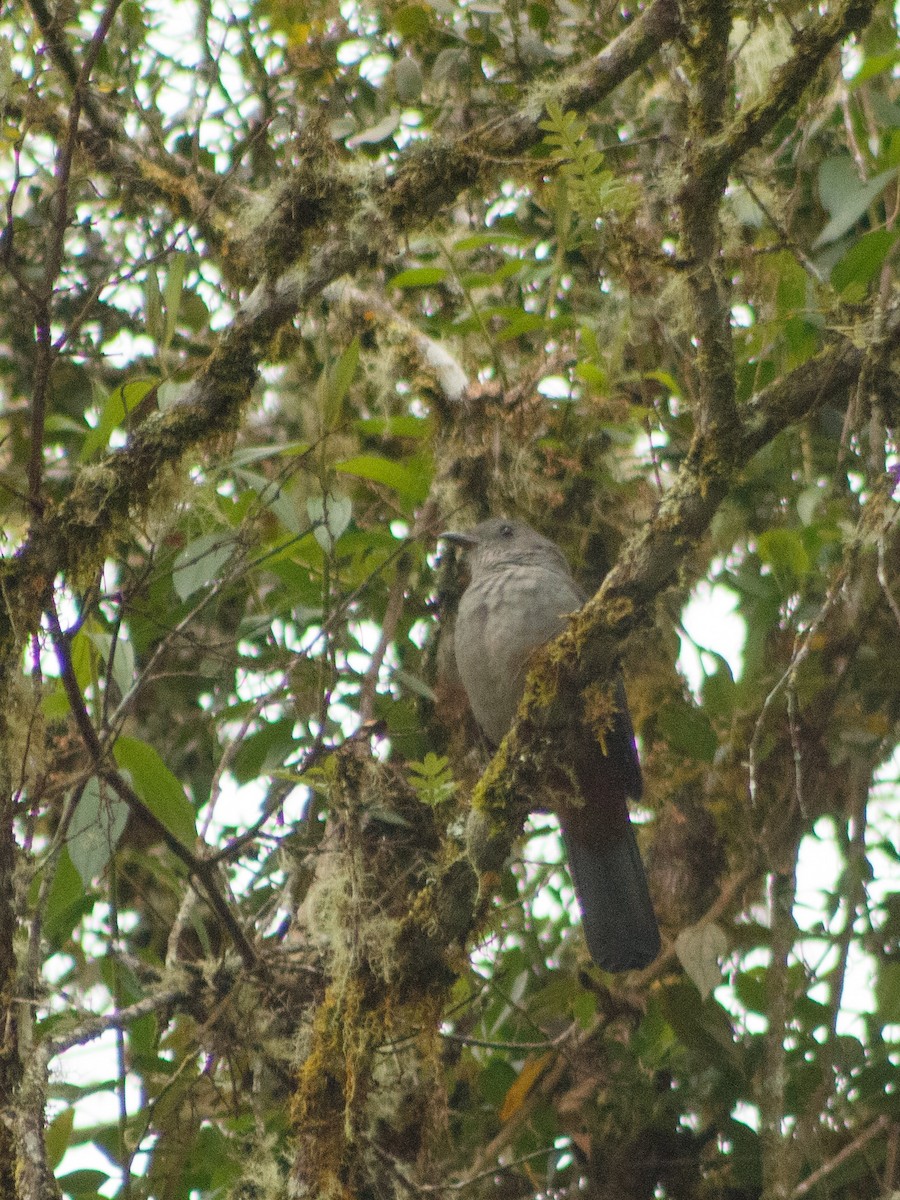 Scimitar-winged Piha - ML633514358