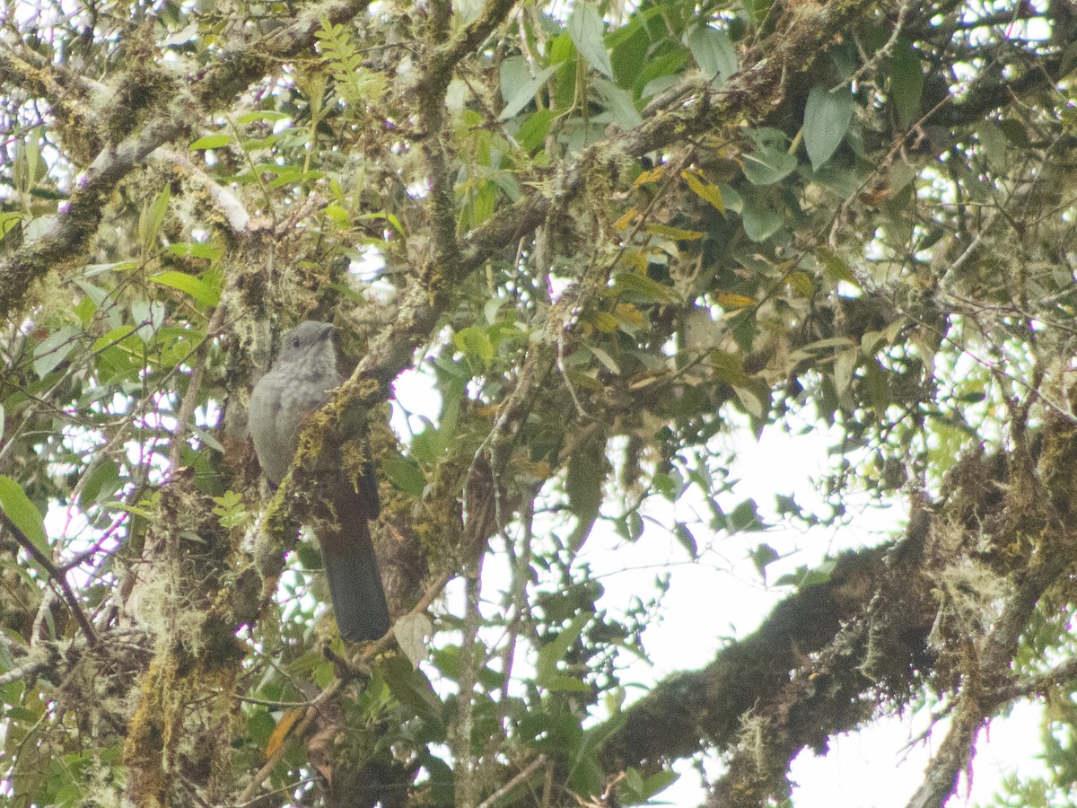 Scimitar-winged Piha - ML633514359