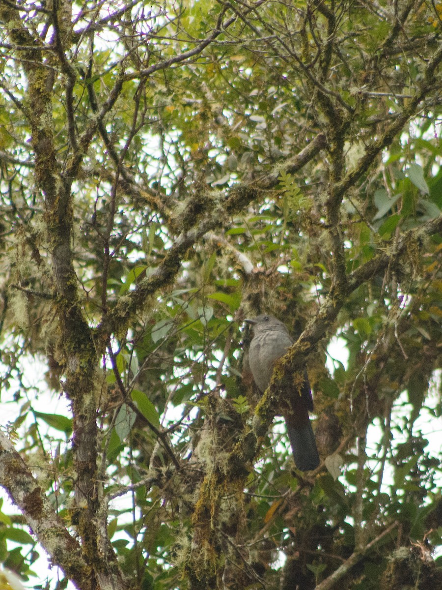 Scimitar-winged Piha - ML633514361