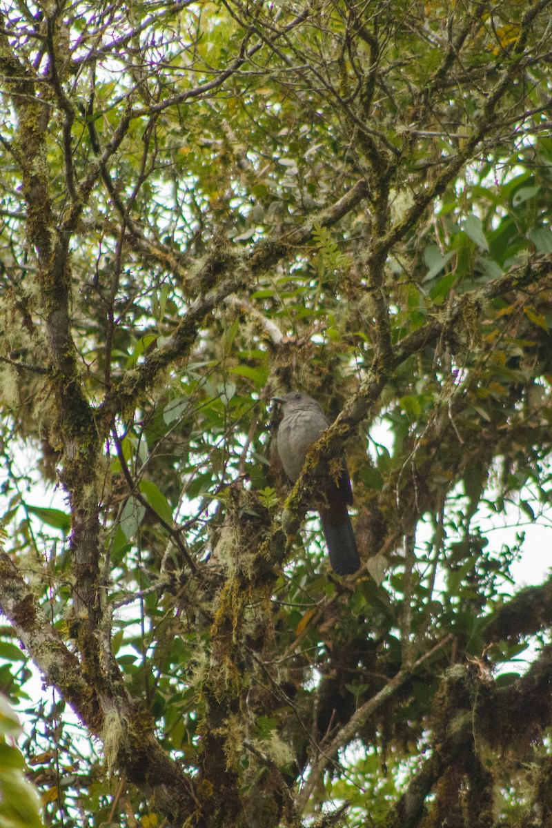 Scimitar-winged Piha - ML633514362