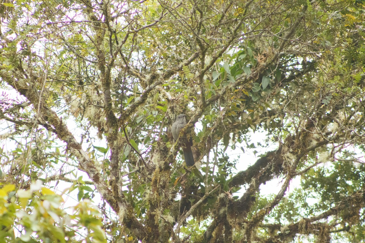 Scimitar-winged Piha - ML633514363