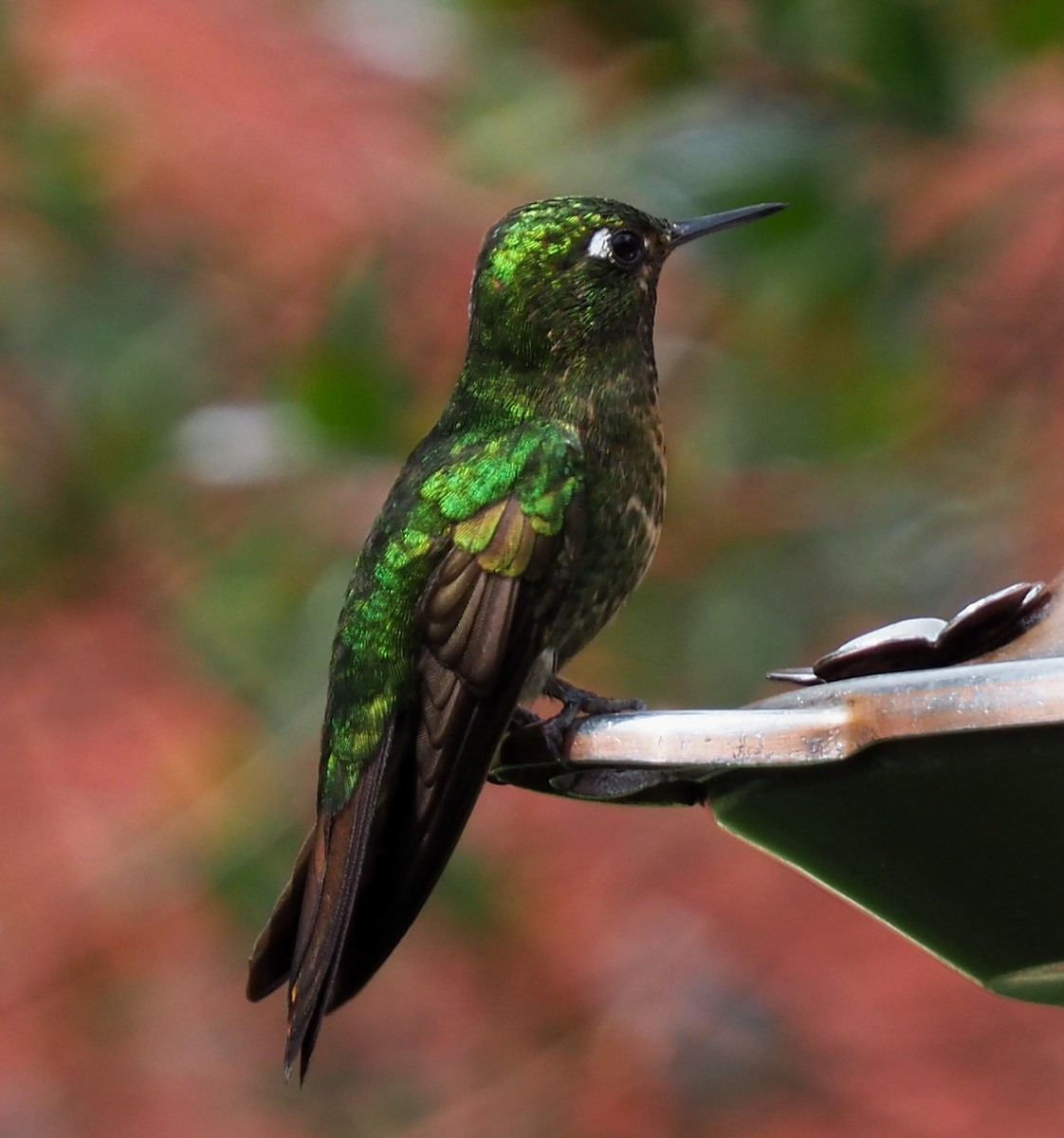 Tyrian Metaltail - royann petrell