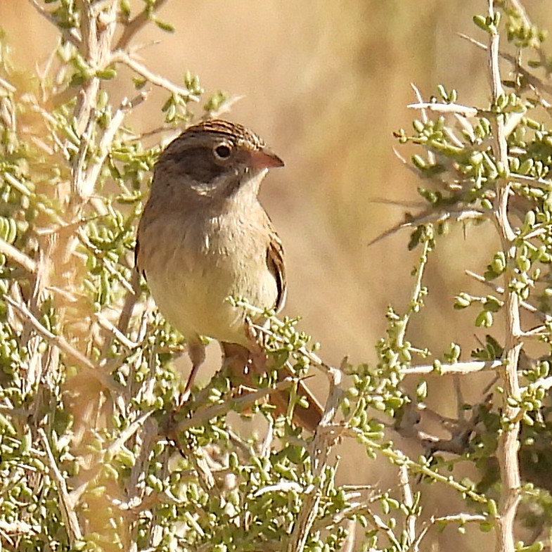 Blassammer - ML633514514