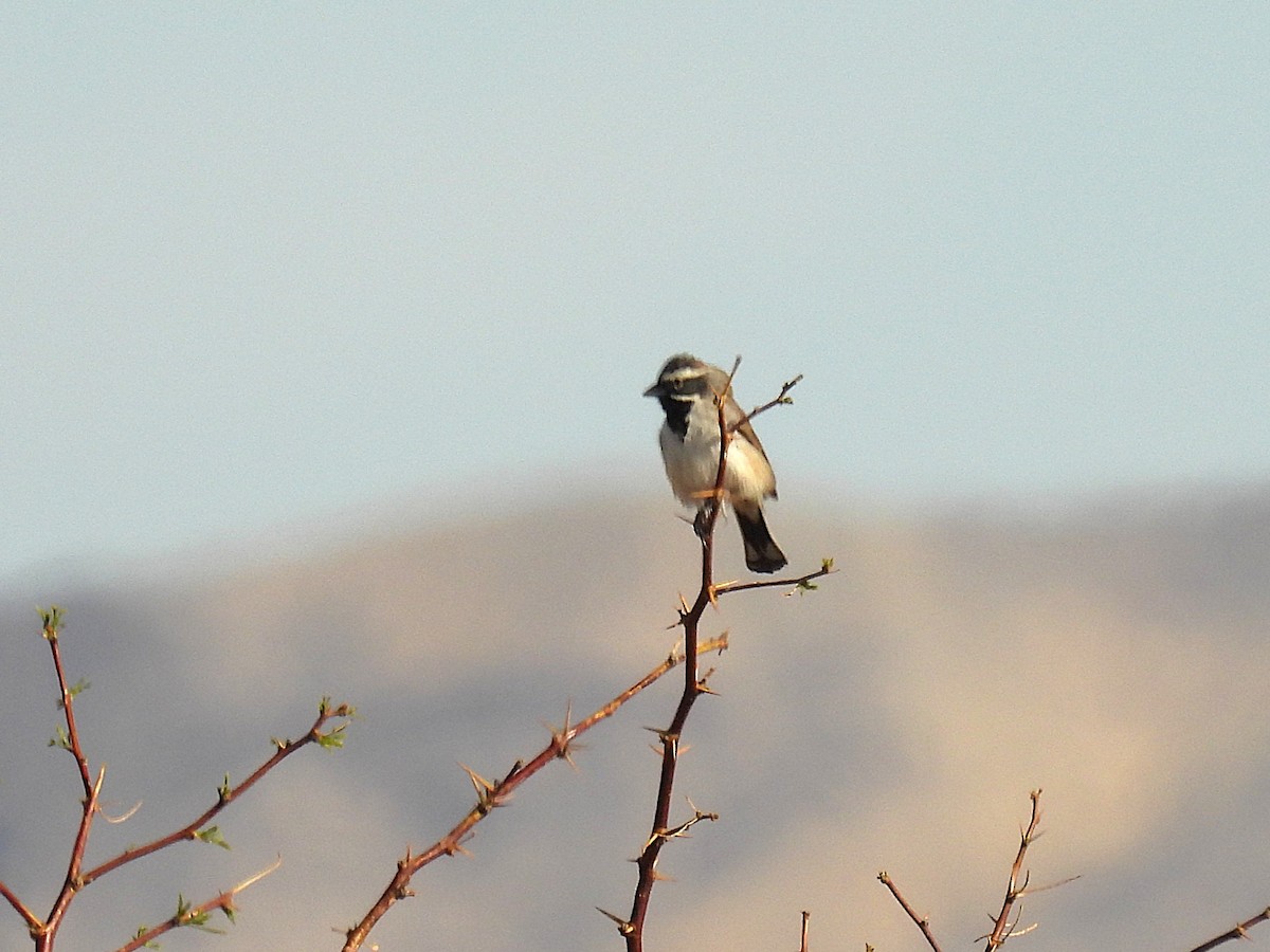 Schwarzkehlammer - ML633514520