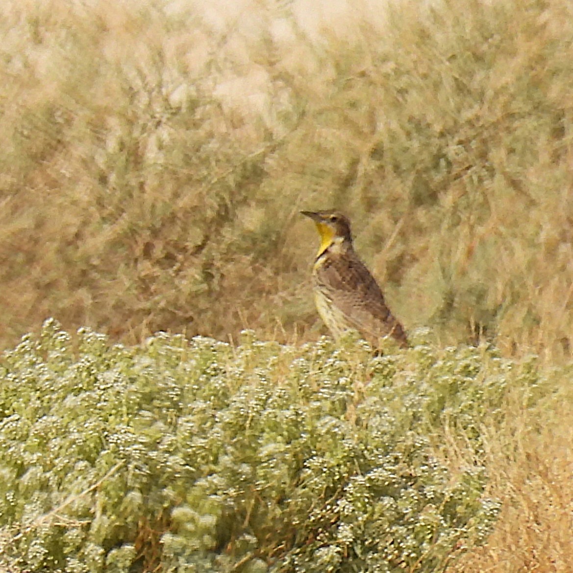 Wiesenstärling - ML633514526