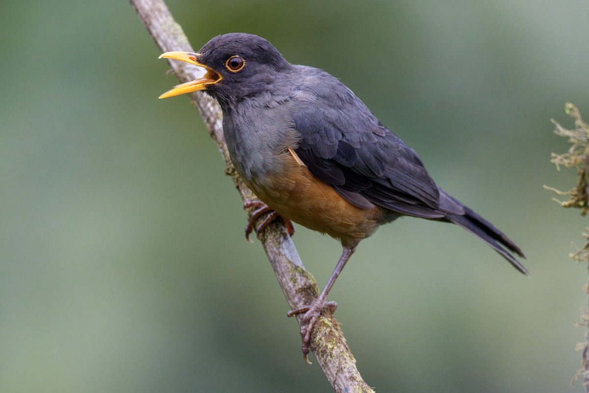 Chestnut-bellied Thrush - ML633514672