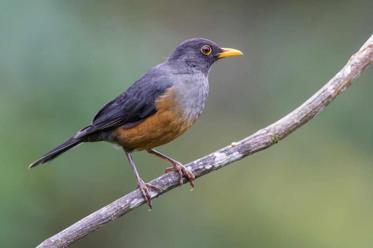 Chestnut-bellied Thrush - ML633514673