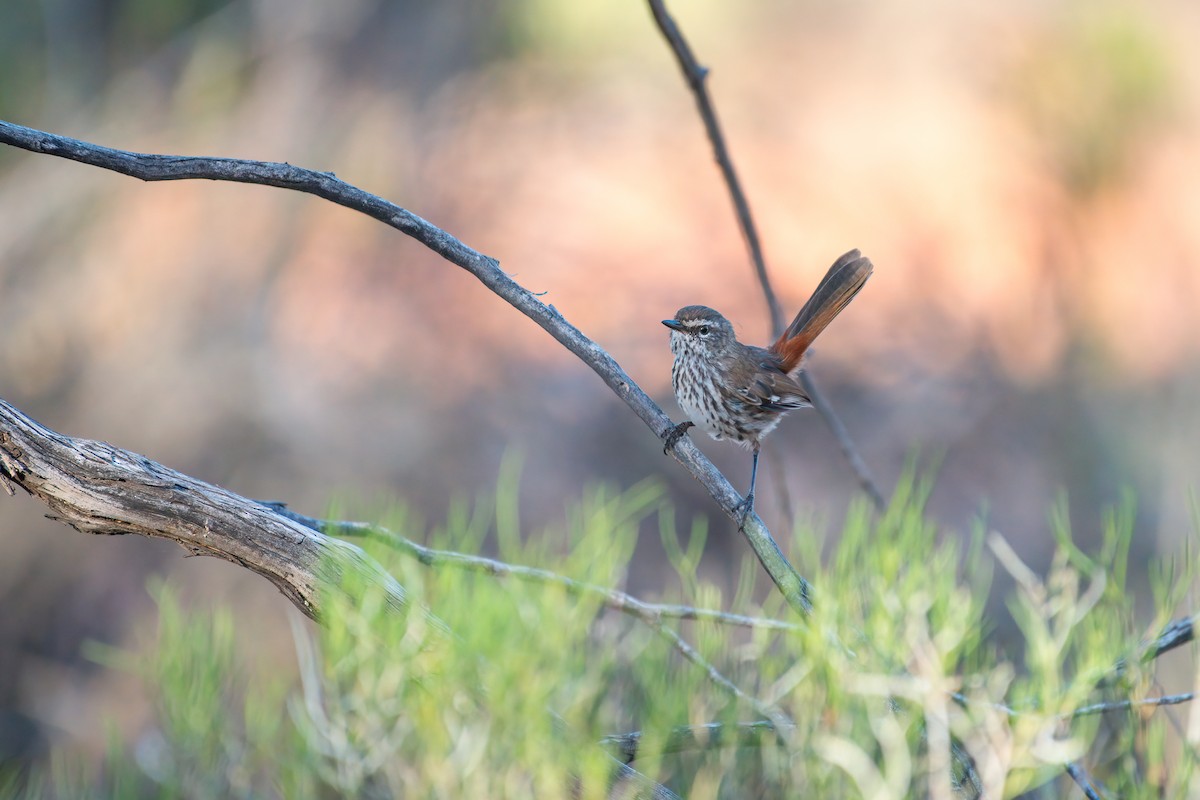 Shy Heathwren - ML633514674