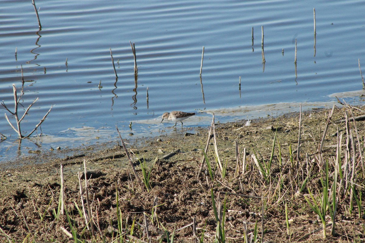 Least Sandpiper - ML633514677