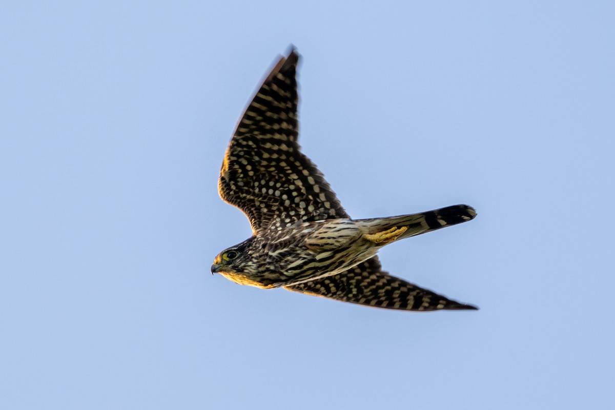 Merlin - ML633514693
