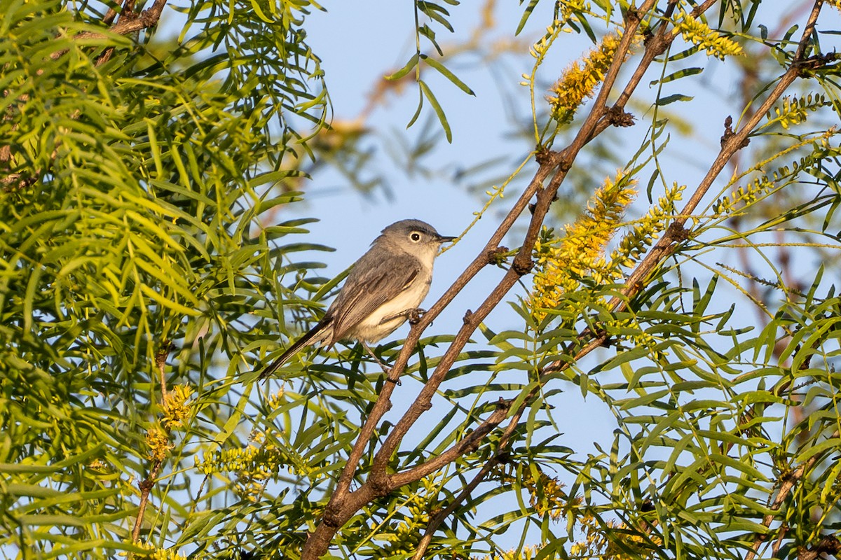 Blue-gray Gnatcatcher - ML633514700