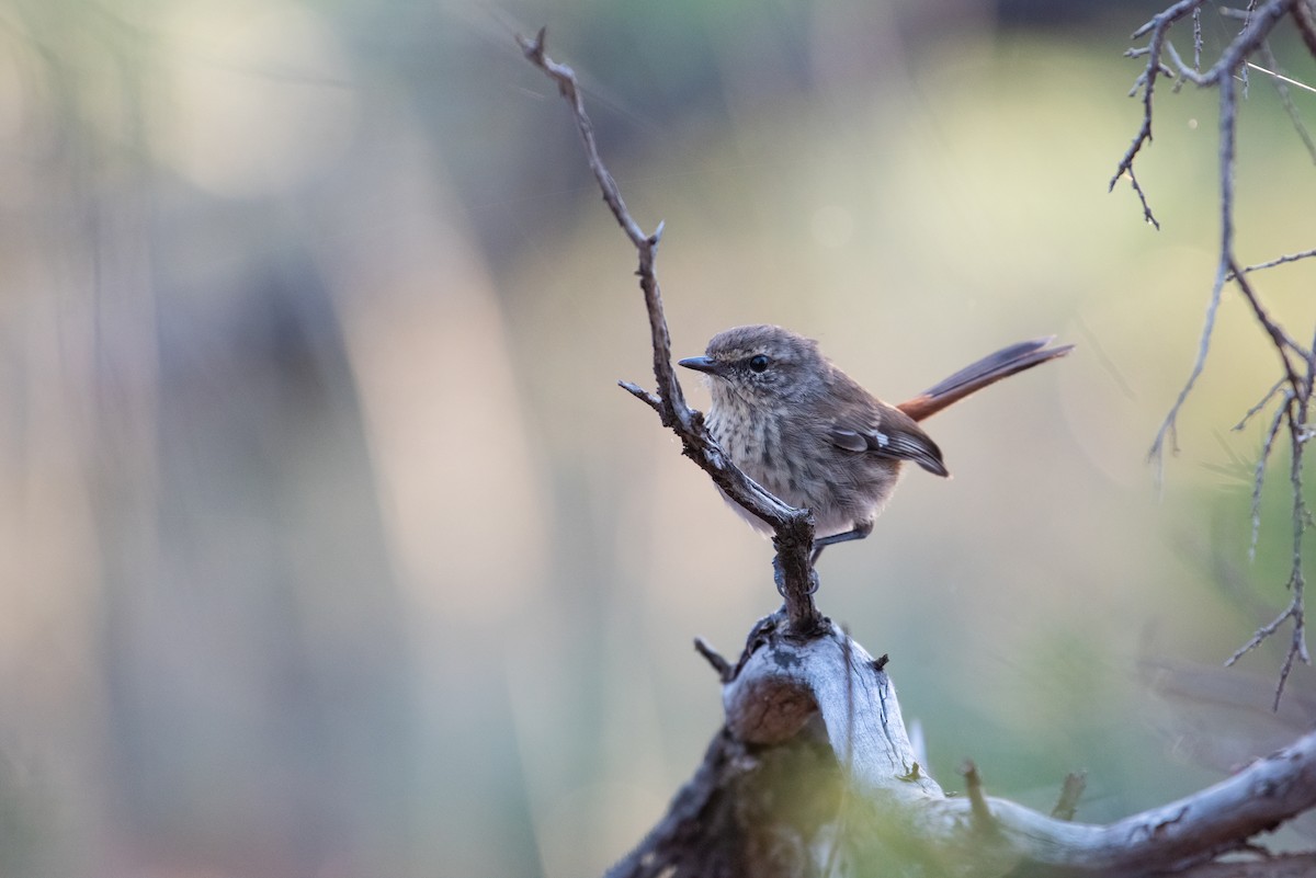 Shy Heathwren - ML633514783