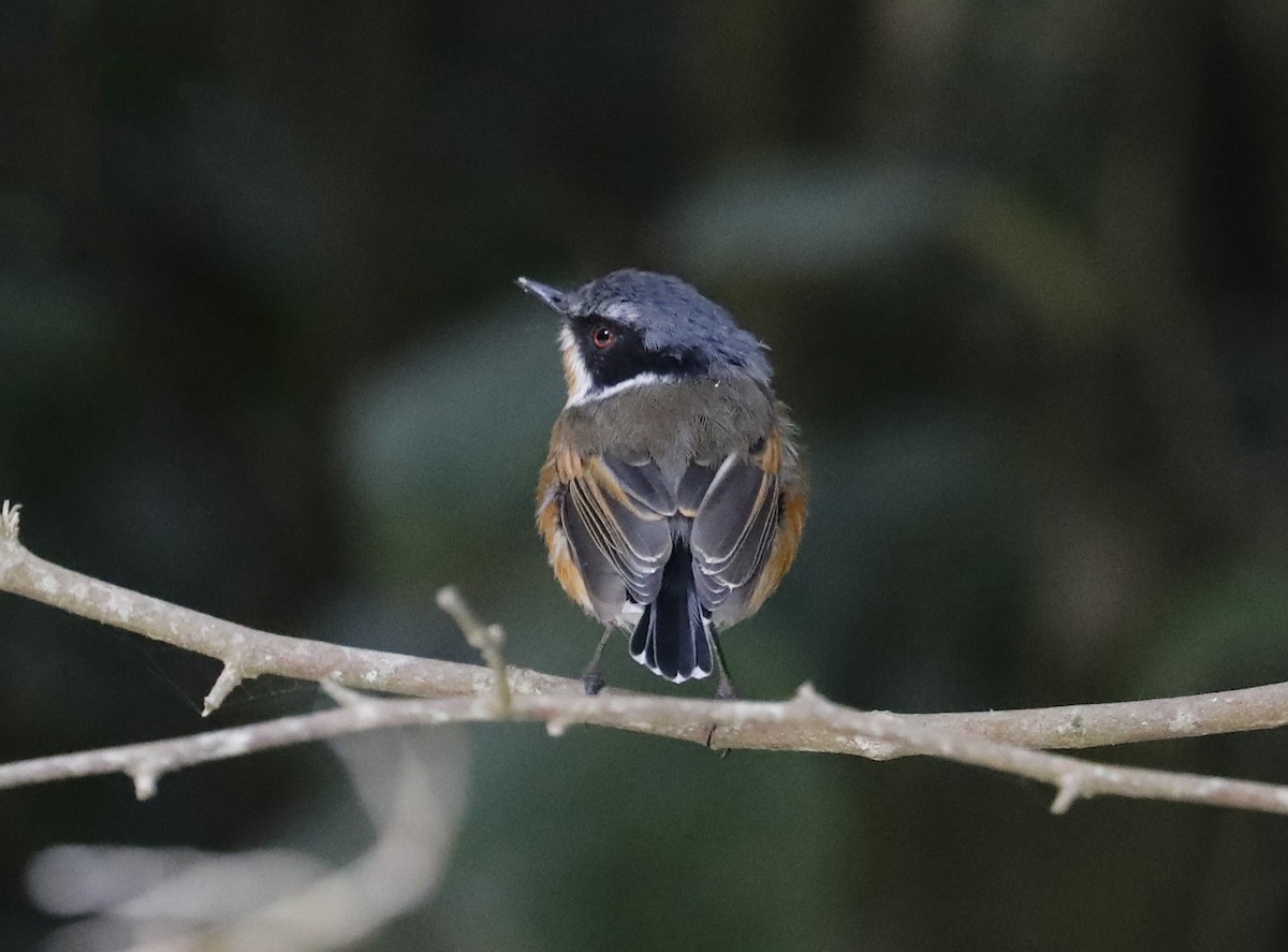 Cape Batis - ML633514811