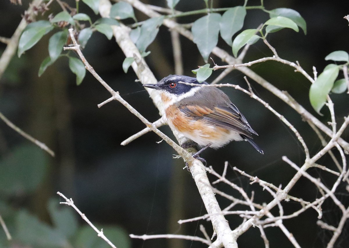 Cape Batis - ML633514812