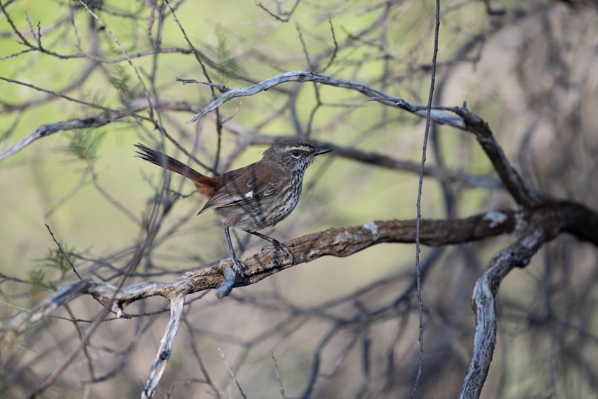 Shy Heathwren - ML633514869