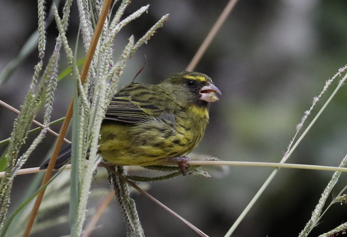 Forest Canary - ML633514899