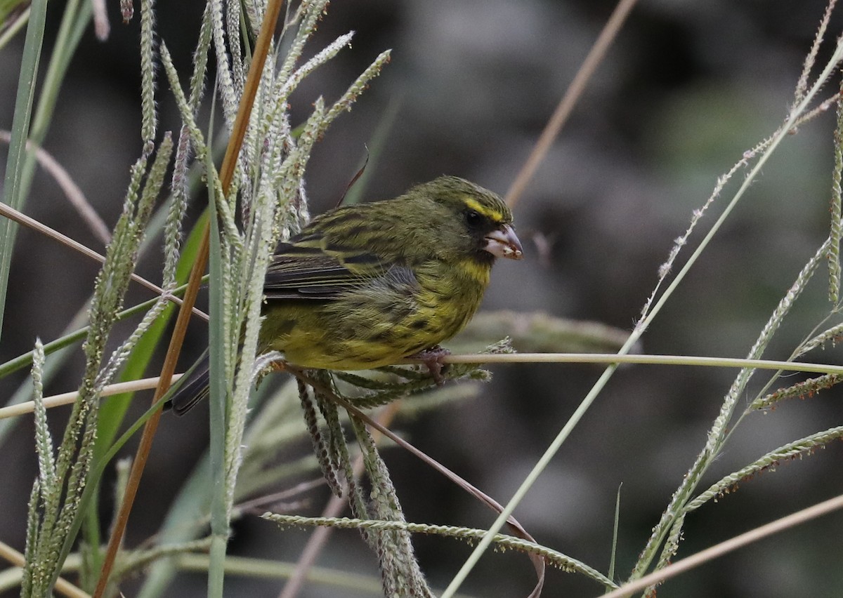 Forest Canary - ML633514900