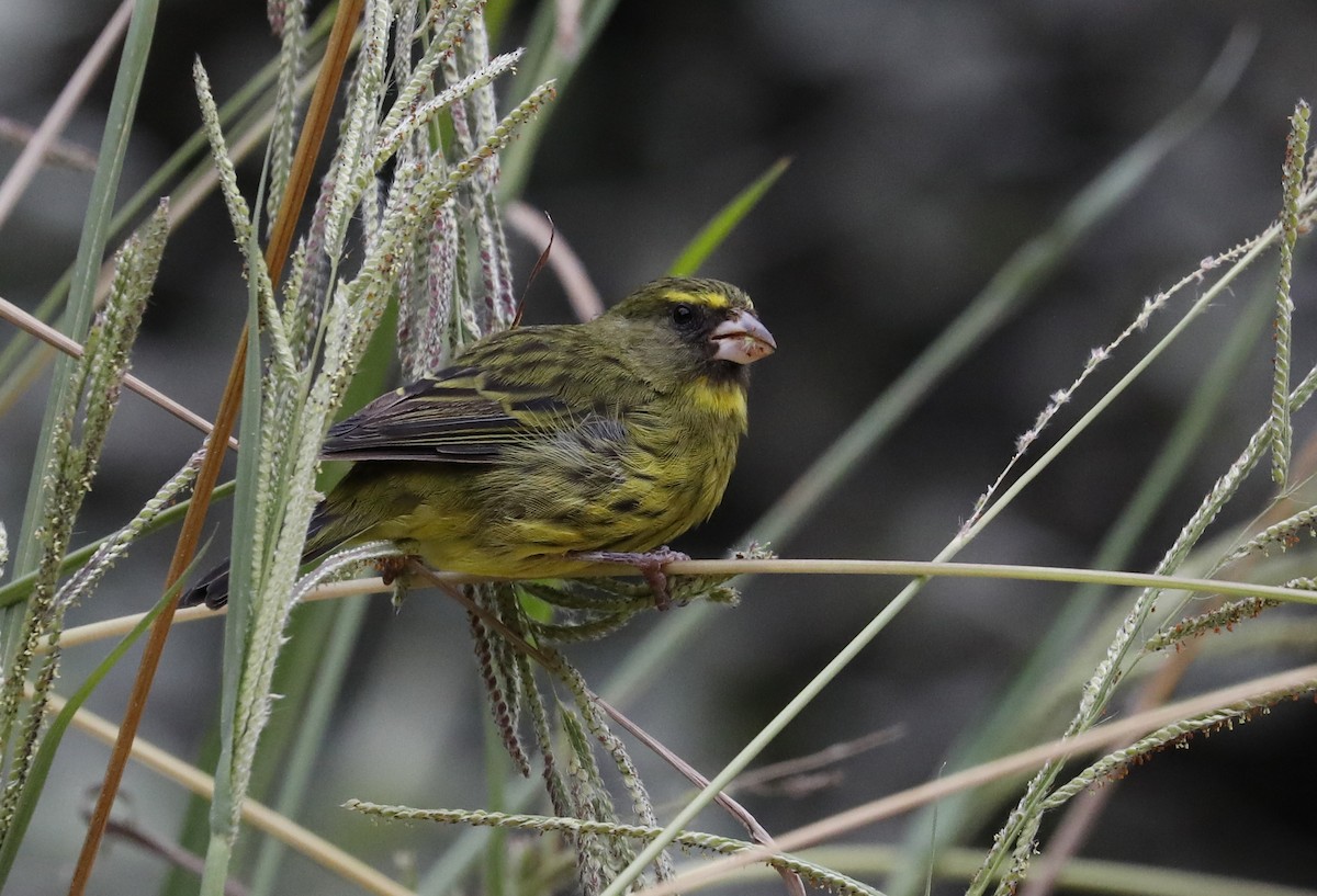 Forest Canary - ML633514901