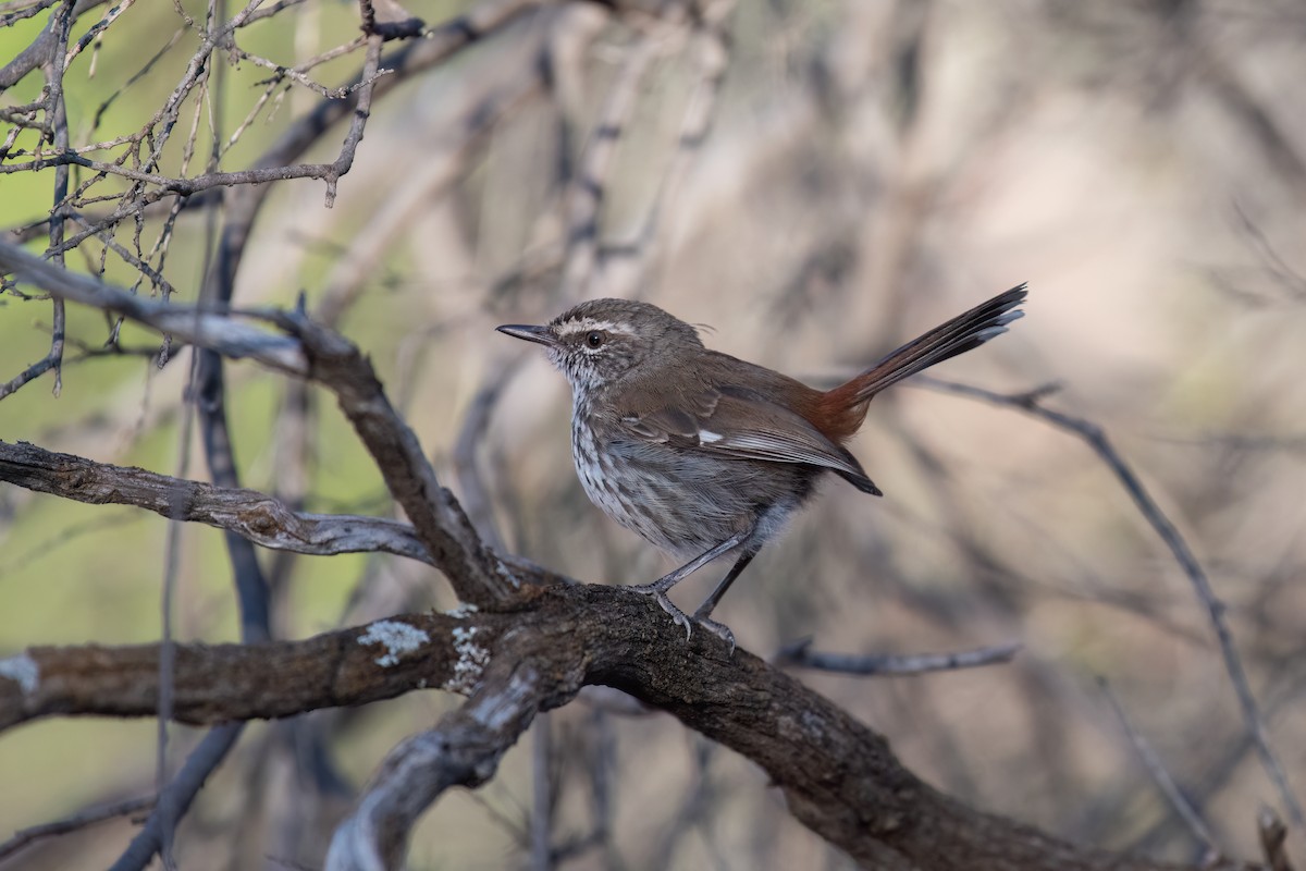 Shy Heathwren - ML633514911