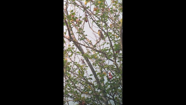 Yellow-breasted Bunting - ML633514924