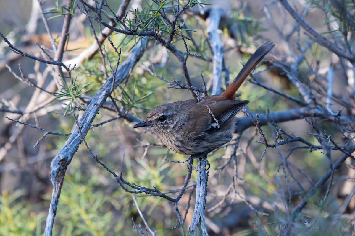 Shy Heathwren - ML633514955