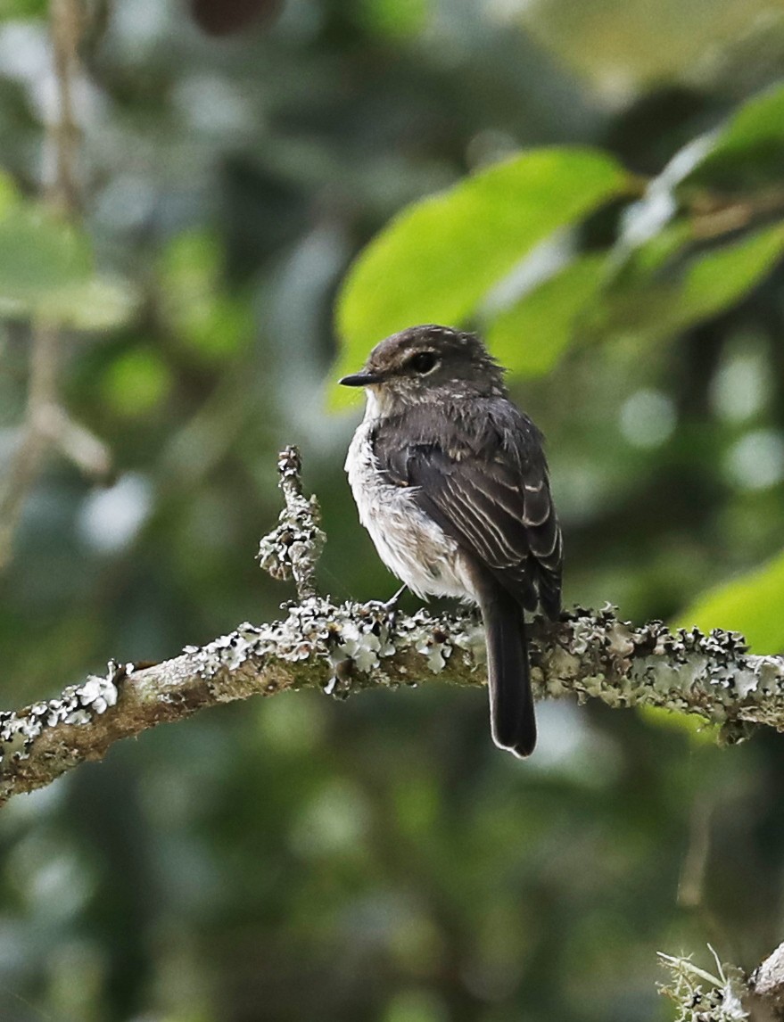 African Dusky Flycatcher - ML633514988