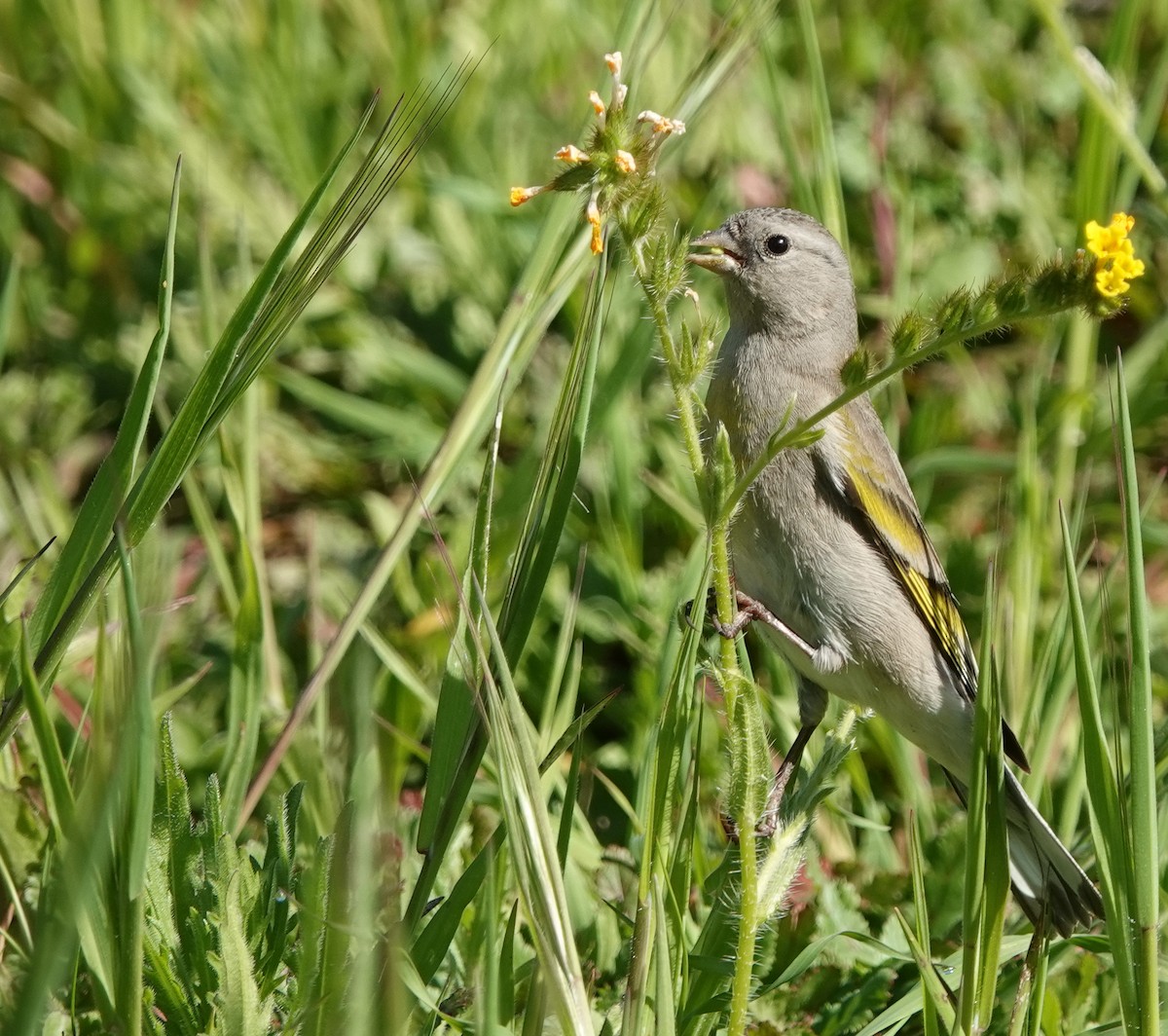 Lawrence's Goldfinch - ML633515032