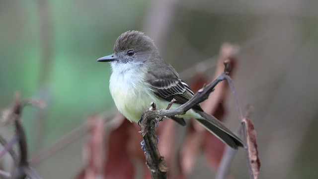 Pale-edged Flycatcher - ML633515076