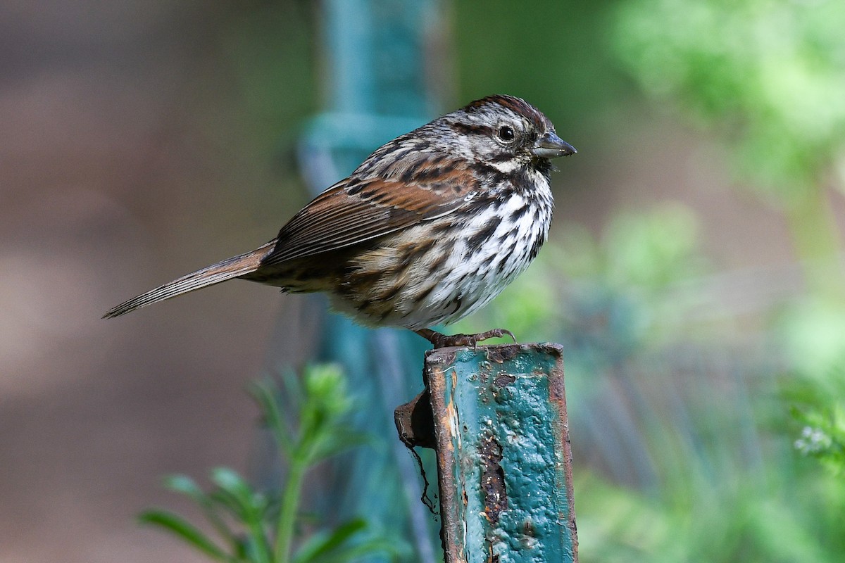 Song Sparrow - ML633515102