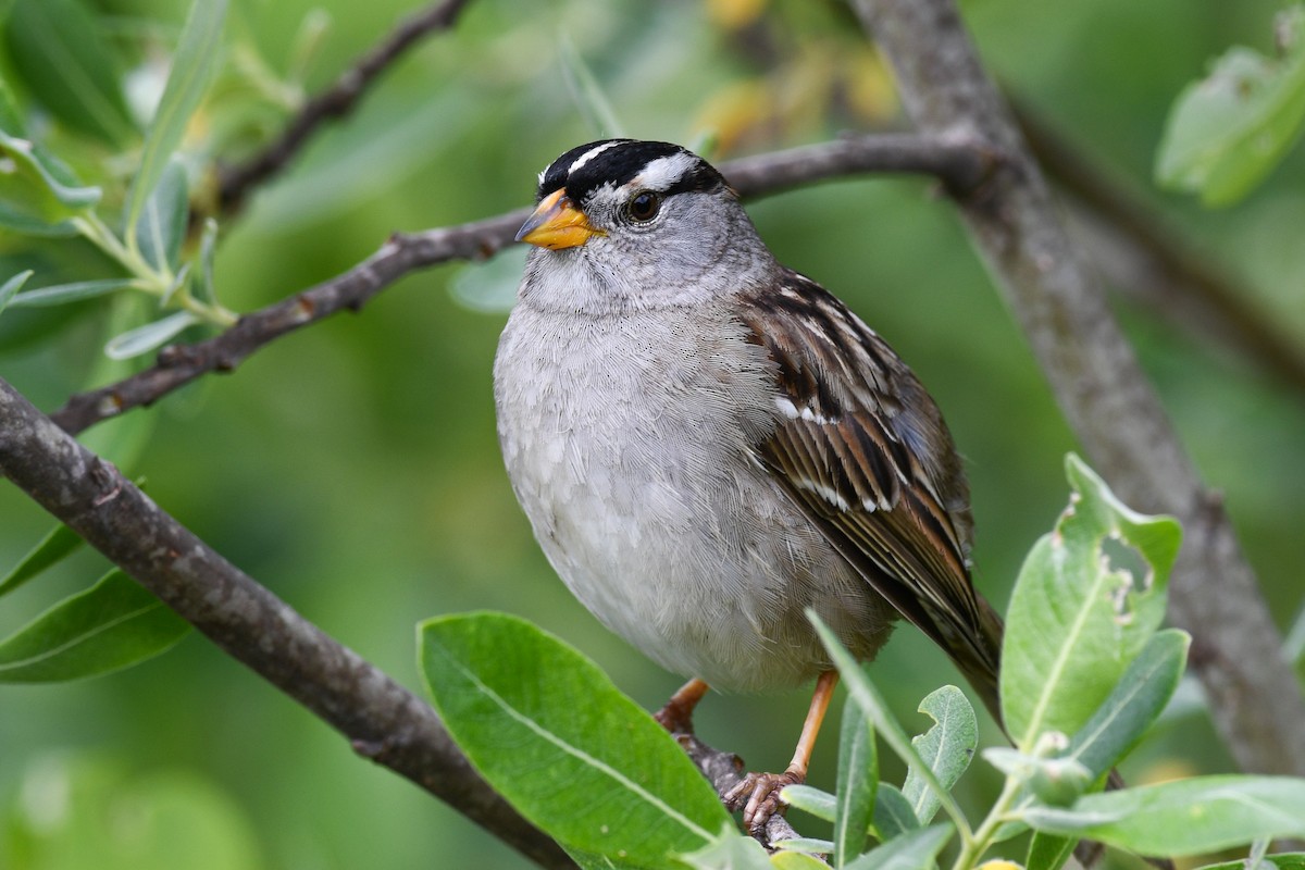 White-crowned Sparrow - ML633515110